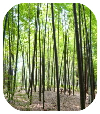 久田緑地竹林