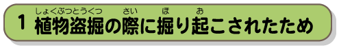 植物盗掘の際に掘り起こされたため