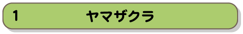 ヤマザクラ