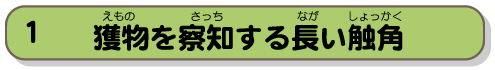 獲物を察知する長い触角