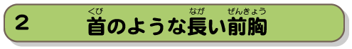 首のような長い前胸