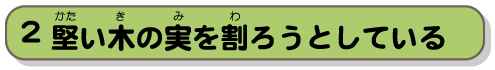 堅い木の実を割ろうとしている