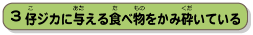 仔ジカに与える食べ物をかみ砕いている