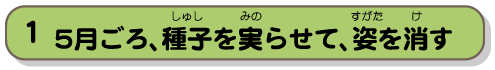 5月ごろ、種子を実らせて、姿を消す