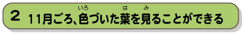 11月ごろ、色づいた葉を見ることができる