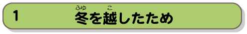 冬を越したため