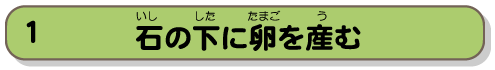 石の下に卵を産む