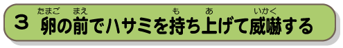 卵の前でハサミを持ち上げて威嚇する