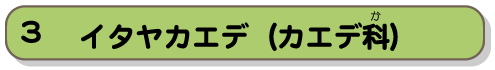 イタヤカエデ（カエデ科）