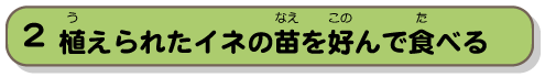 植えられたイネの苗を好んで食べる