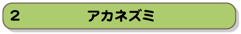 アカネズミ