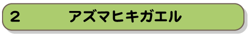 アズマヒキガエル