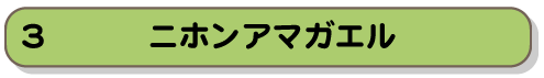 ニホンアマガエル