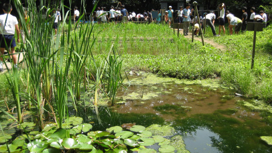 緑地内のビオトープ池です
